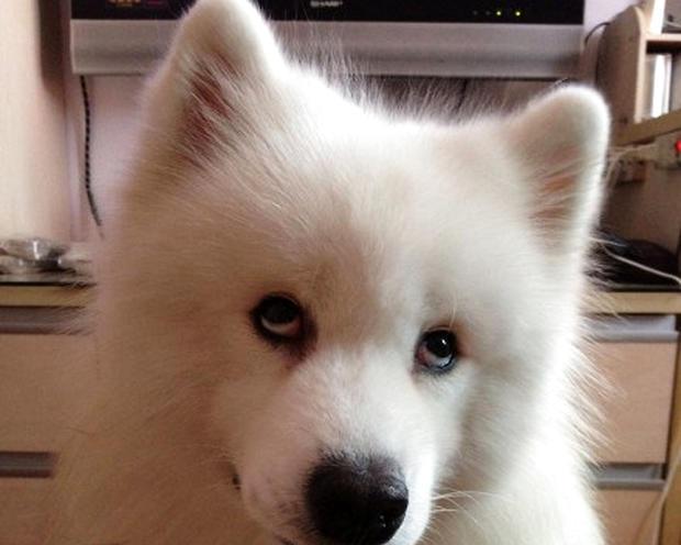 2 points: Select and identify a purebred Samoyed puppy.