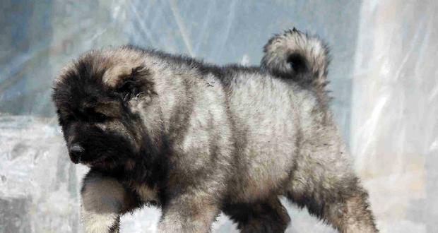 Breeding instructions of Caucasian dogs