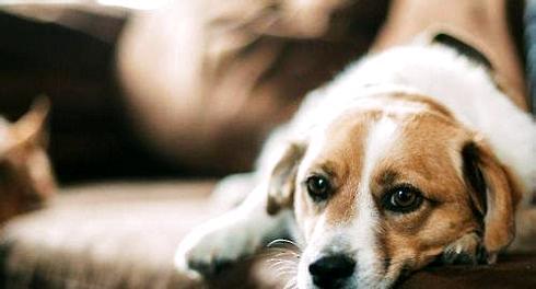 Can dogs also be depressed? What are the solutions to dog depression?