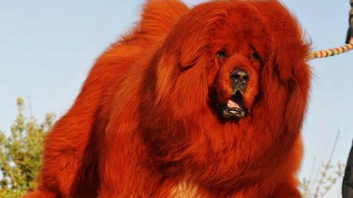 Can Tibetan mastiffs eat people?