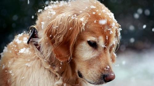 Causes of Golden Dog Cough