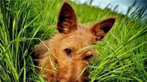 Causes of Irish Terrier Arthritis