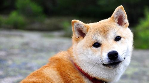 Causes of Shiba Inu's Tears What should Shiba Inu do if he cries?