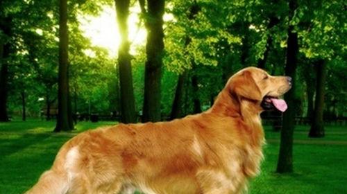 Common genetic diseases of golden dog