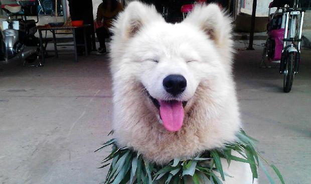 Do you know what different voices of Samoyed mean?