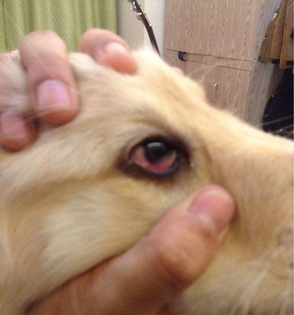 Dog's eyelid entropion. What about dog's eyelid entropion?