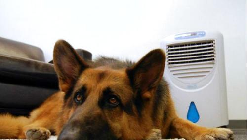 Dogs can also get "air conditioning disease"