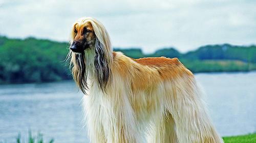 Feeding methods and grooming methods of Afghan hounds