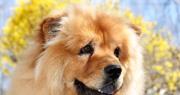 Four points for attention in feeding young lion dogs.