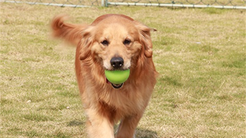 Helping dogs choose toys is also learned.