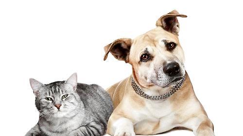 How can cats and dogs live in harmony?