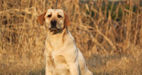 How can nursing care make dogs' teeth healthy?