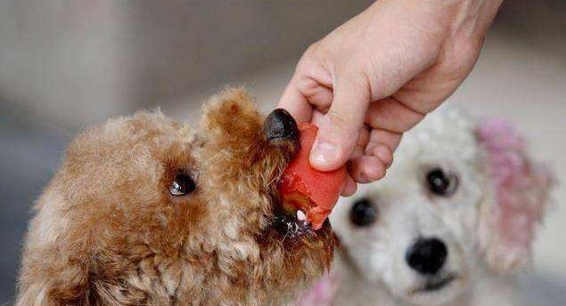 How do dogs eat in the four seasons?