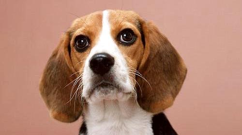 How much is a beagle dog? How to raise beagle dogs?