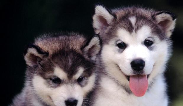 How much is the price of a purebred husky?