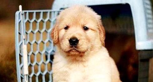 How to choose a golden puppy? Selection method of golden retriever puppies