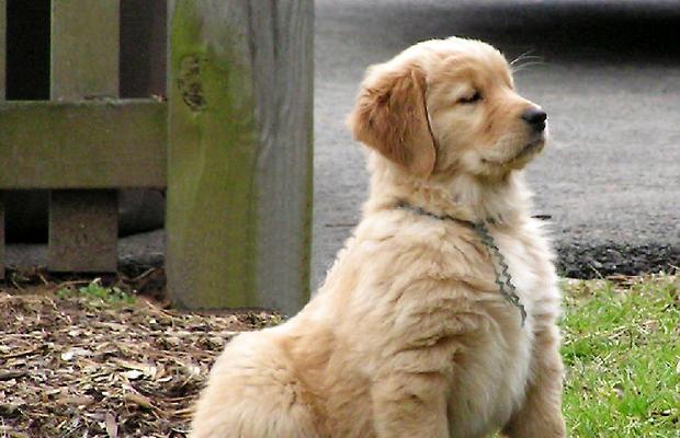 How to Choose a Golden Retriever for Novice-Puppy