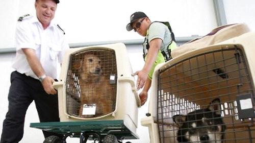 How to choose a pet consignment airline?