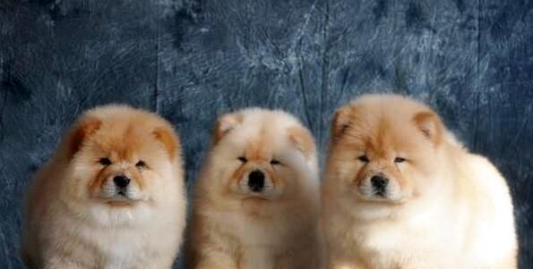 How to choose the first-class chow chow chow puppies?