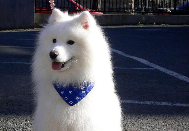 How to feed a 2-month-old Samoyed puppy?