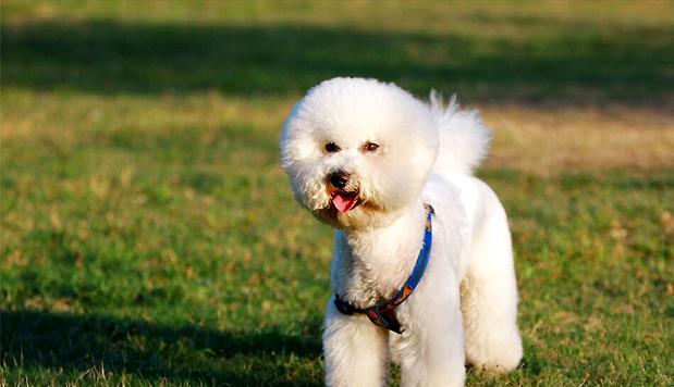 How to feed a bichon dog during pregnancy