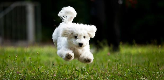 How to feed bear puppies? Four points for attention in feeding bear puppies