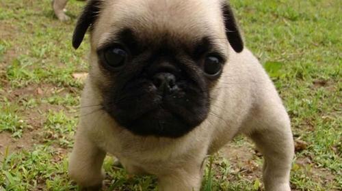 How to feed pugs at different stages?