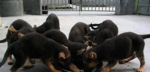 How to feed puppies? Different feeding methods in different periods.