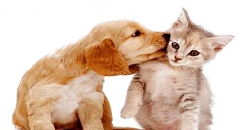 How to get along well with dogs and cats? Five tips for dogs and cats to get along well.