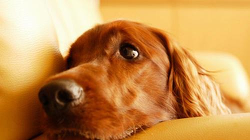 How to get rid of the urine smell of dogs?