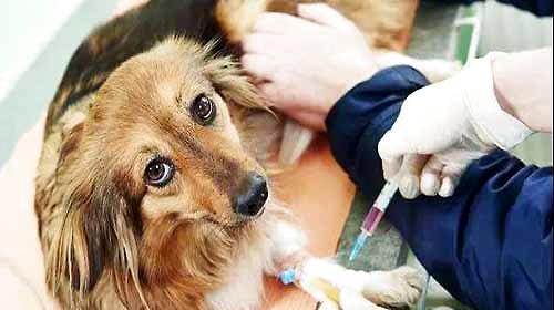 How to give an injection to a dog?