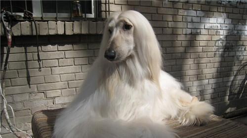 How to give first aid to Afghan hounds after electric shock?