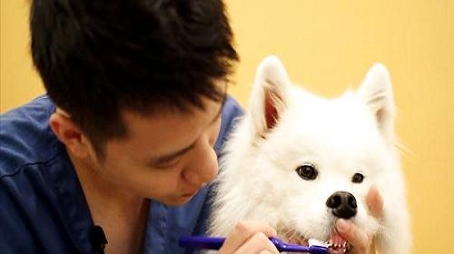 How to help dogs brush their teeth correctly?