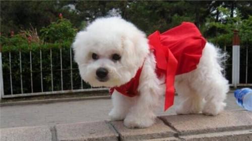 How to keep pets during the Spring Festival without affecting visiting relatives and friends?