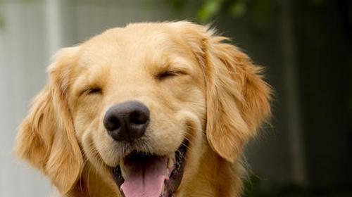 How to keep your dog in a good mood