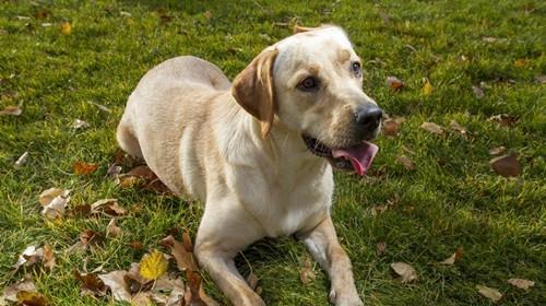 How to make dogs greet guests politely