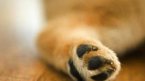 How to Pay Attention to Dog's Foot Health