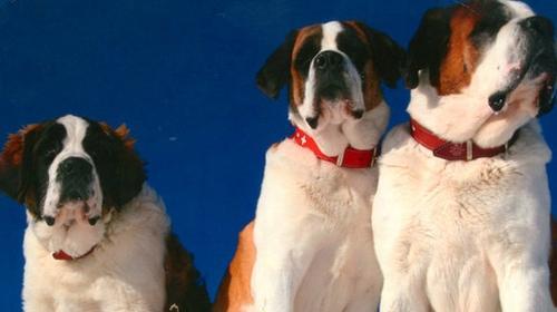 How to raise a Saint Bernard dog?