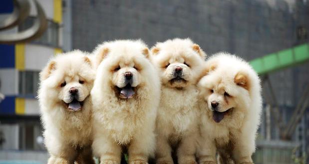 How to tell a chow chow chow puppy?