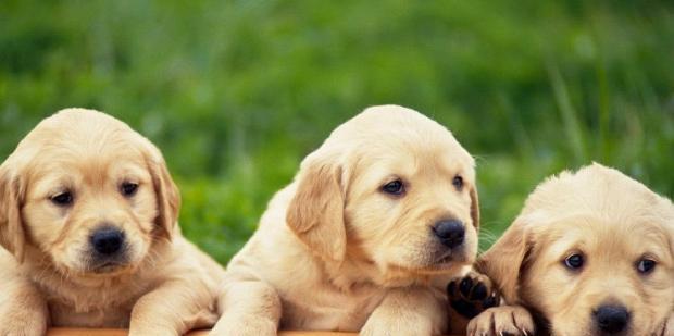 How to train dogs not to be afraid of thunder