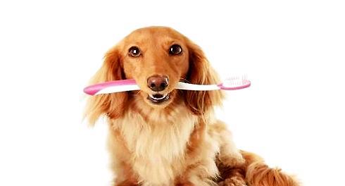 How to treat dog halitosis? Treatment of dog halitosis