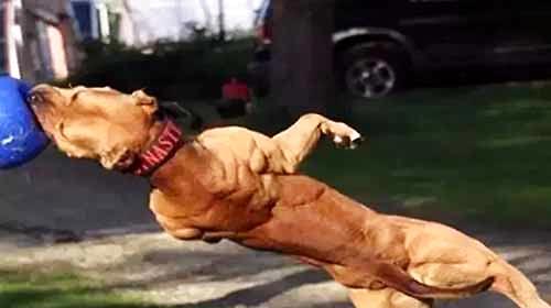 Introduction of dog strength training methods