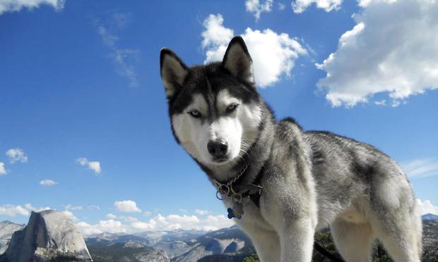 Introduction of Siberian sled dog breeds