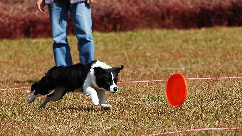 Is dog loyalty innate?