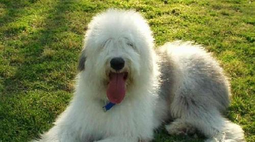 Is the ancient English sheepdog easy to keep?