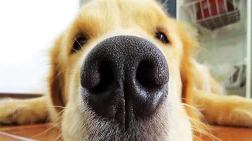 Is the dog sick with a dry nose?