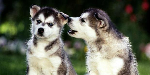 Issues related to huskies' hair changing: hair changing time, times and nursing knowledge.