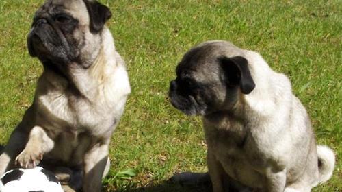 Key points of maintenance of various parts of pug dog