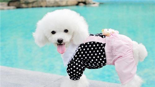 Pet clothes should be measured before purchasing.