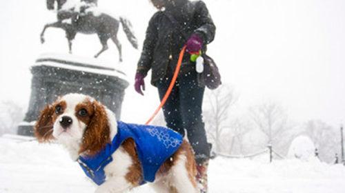 Precautions for dogs going out during Spring Festival